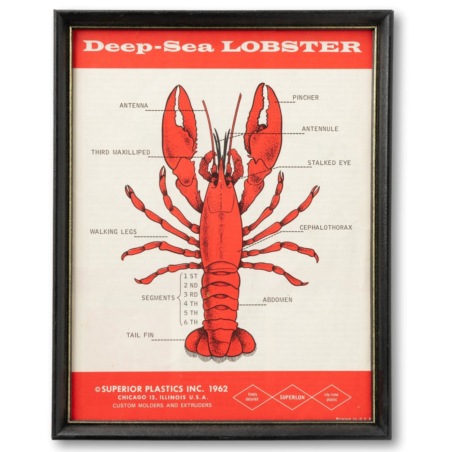 Framed Lobster Diagram