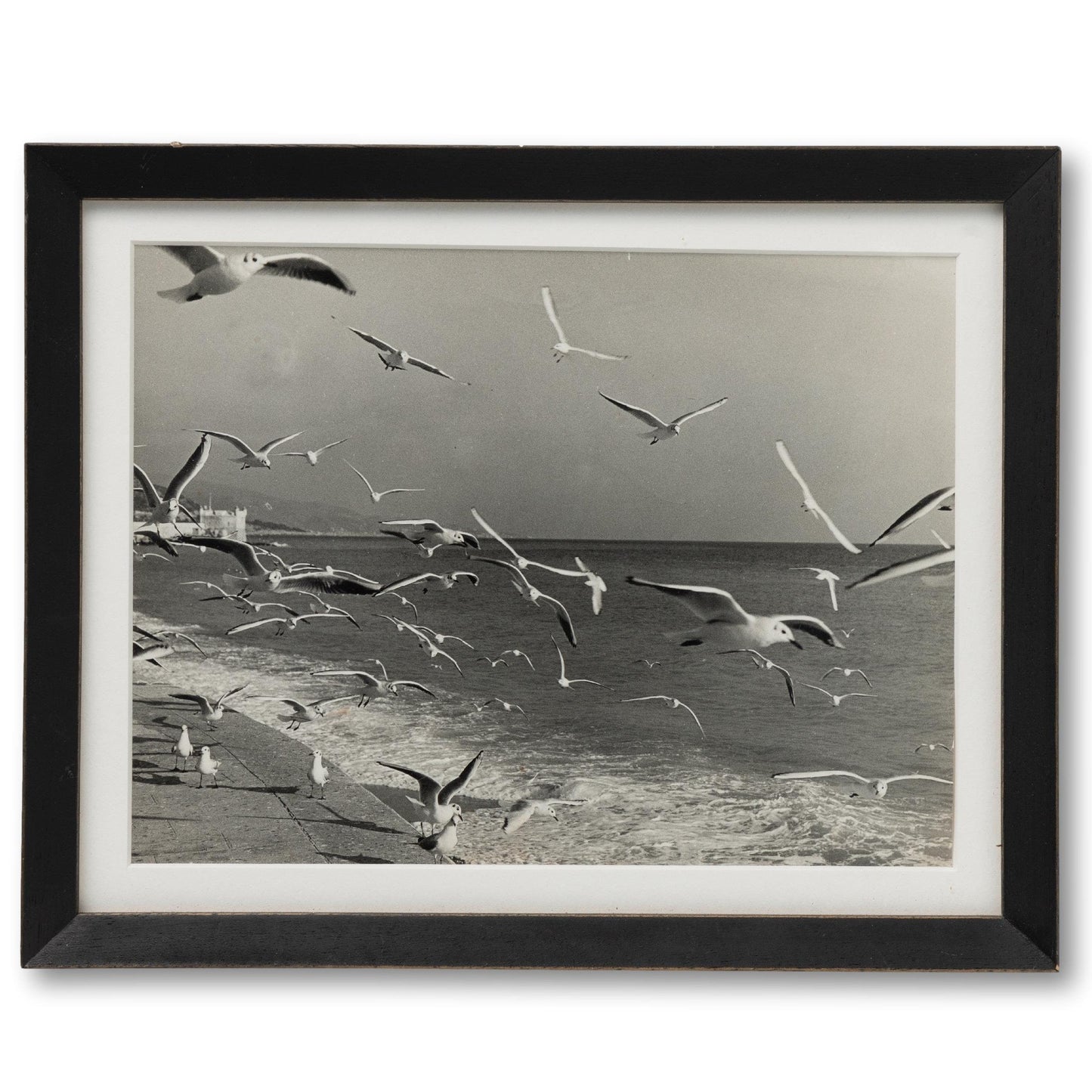 B&W Seagull Photo