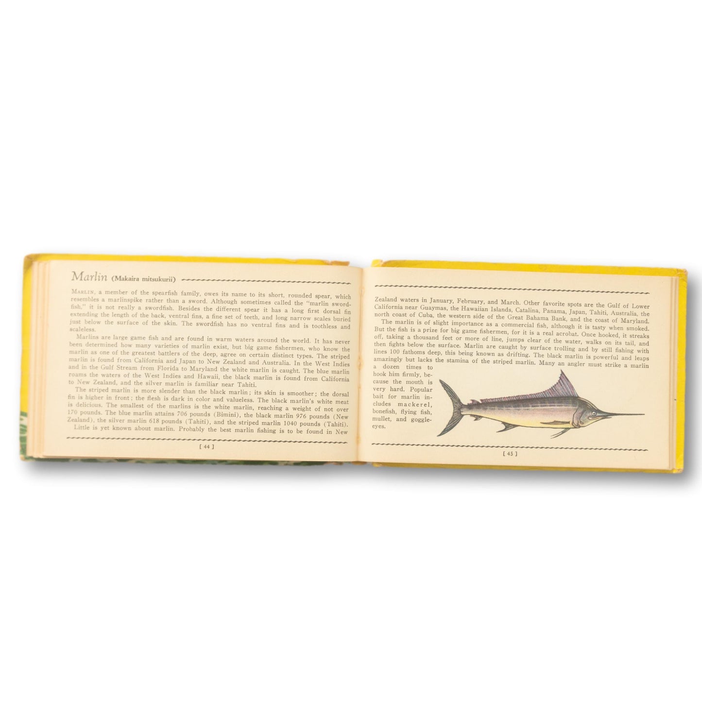 "Salt Water Fish" A Guide Book