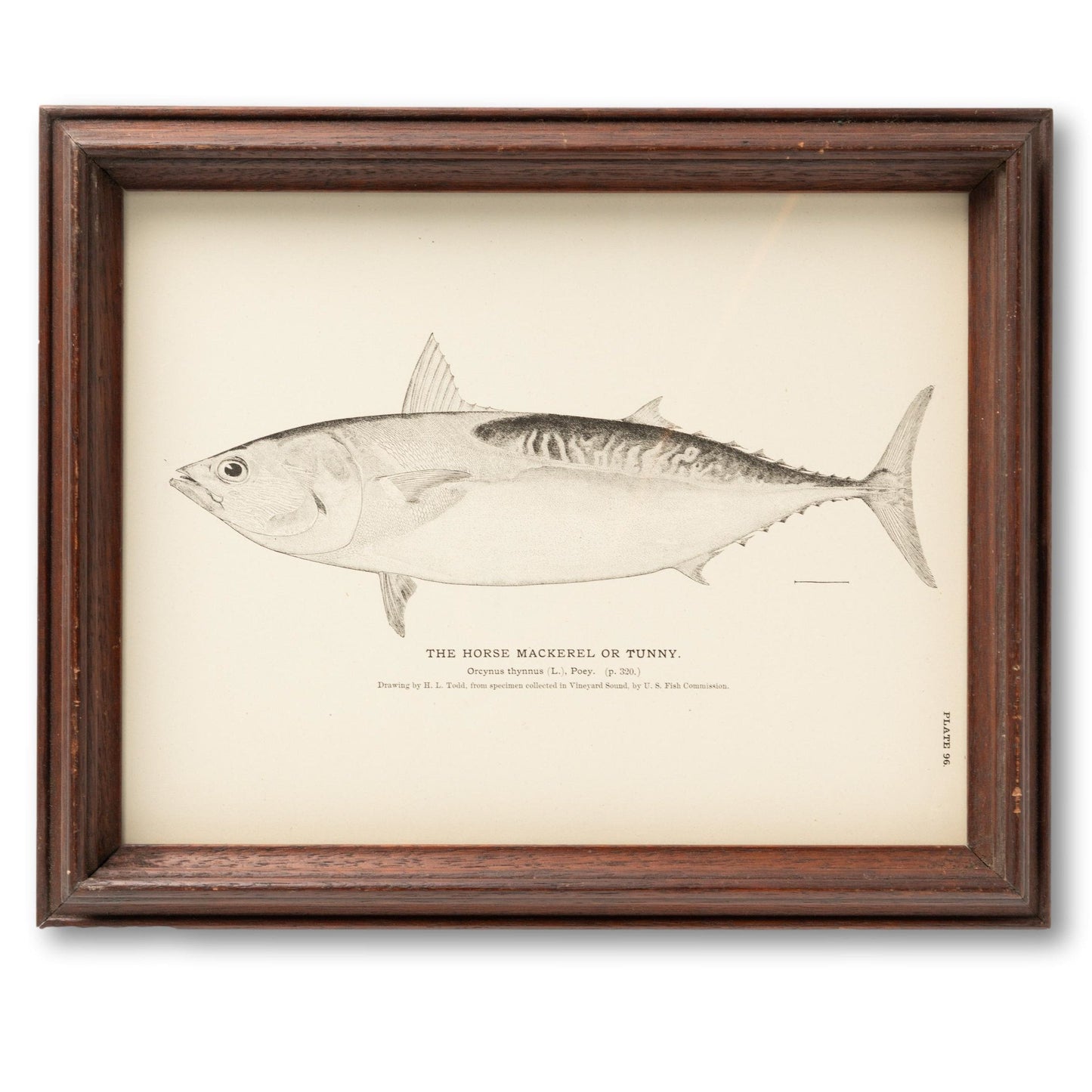 Framed "Mackerel or Tunny" Plate