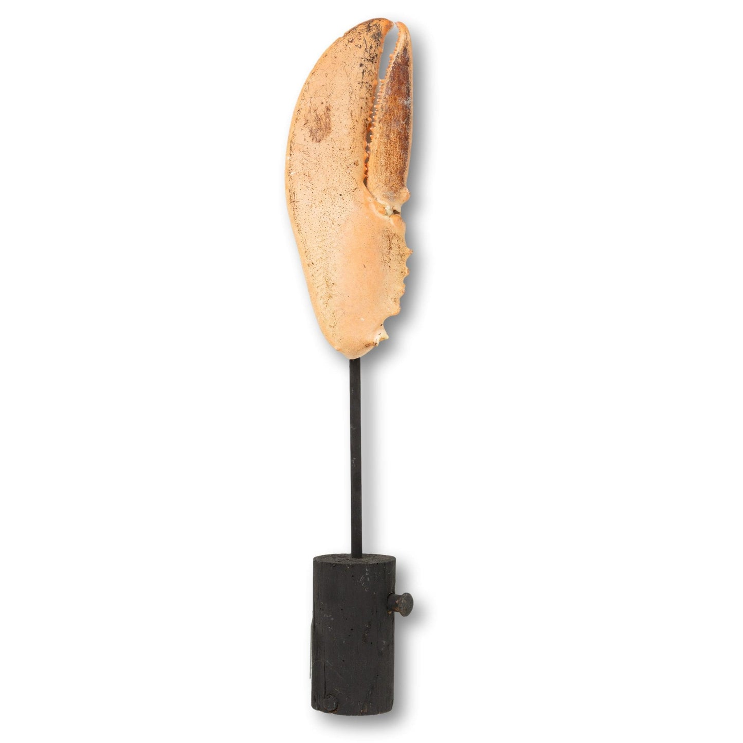 Jumbo Lobster Claw on Stand