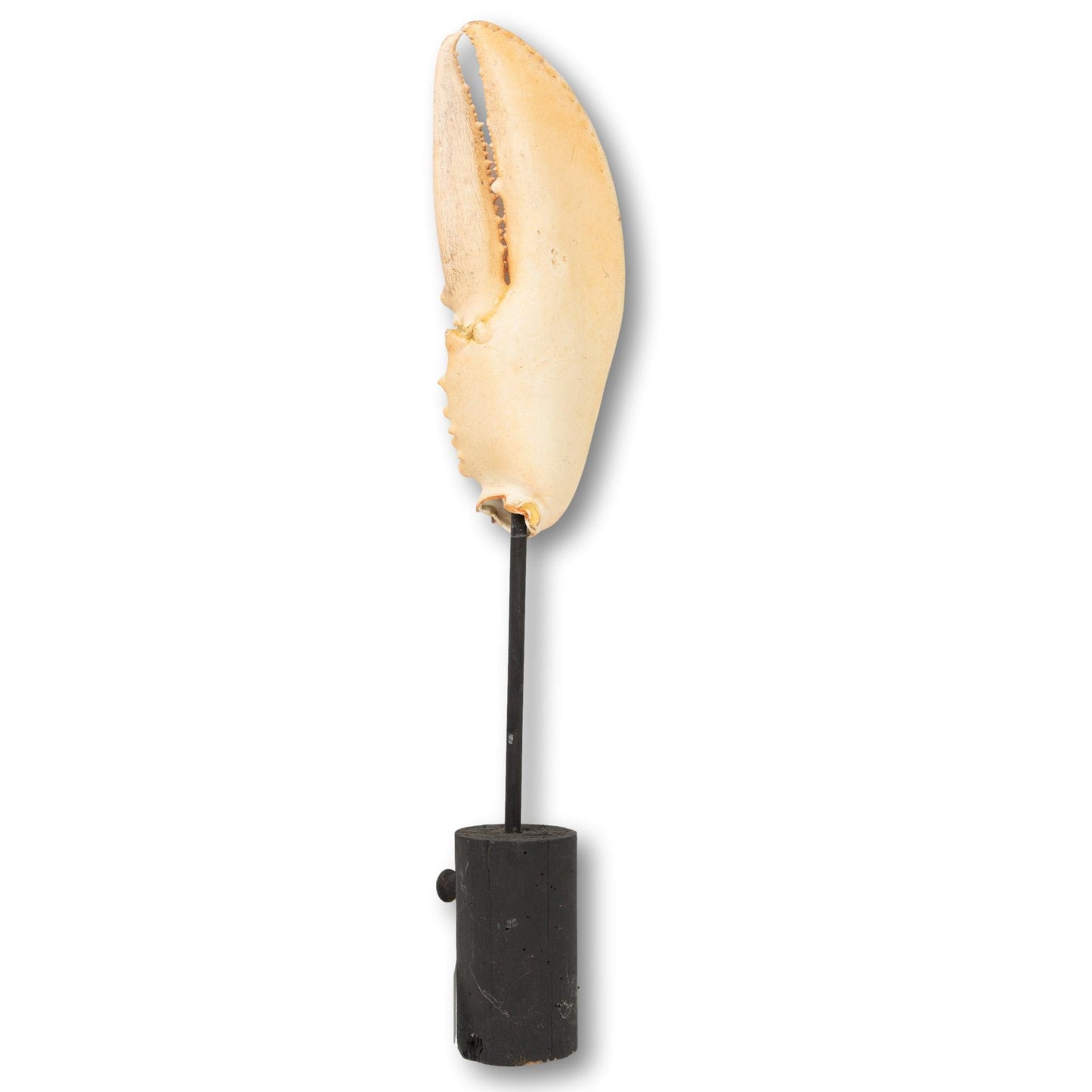 Jumbo Lobster Claw on Stand