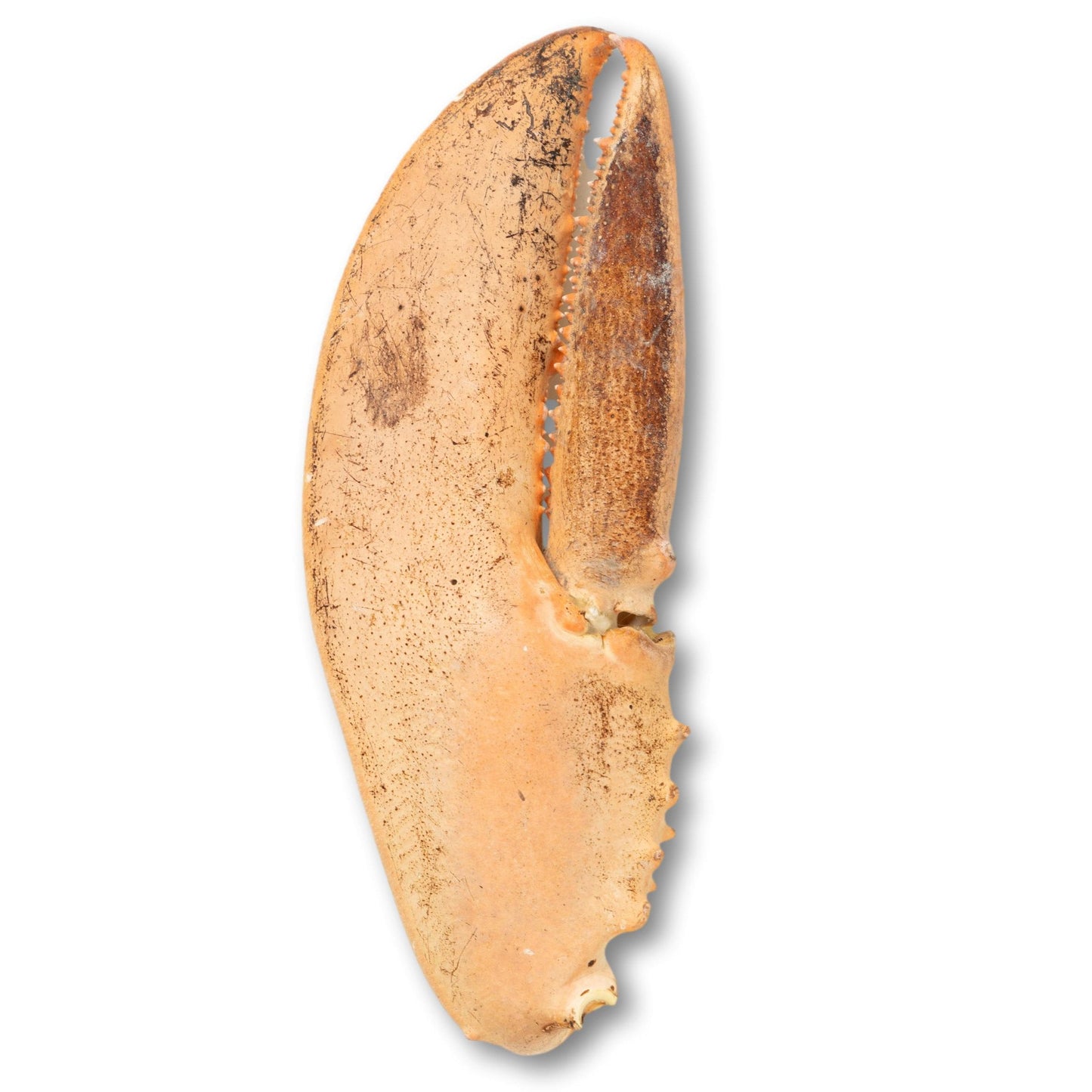 Jumbo Lobster Claw on Stand