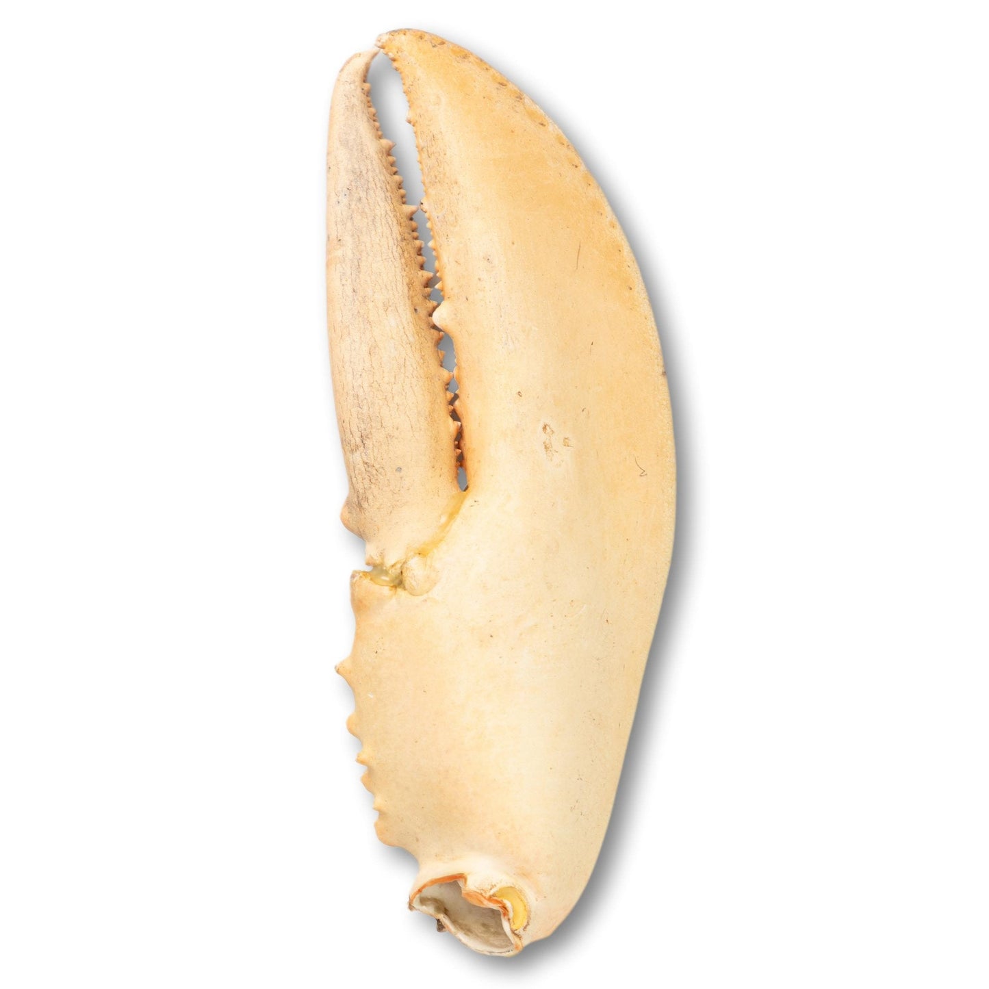 Jumbo Lobster Claw on Stand