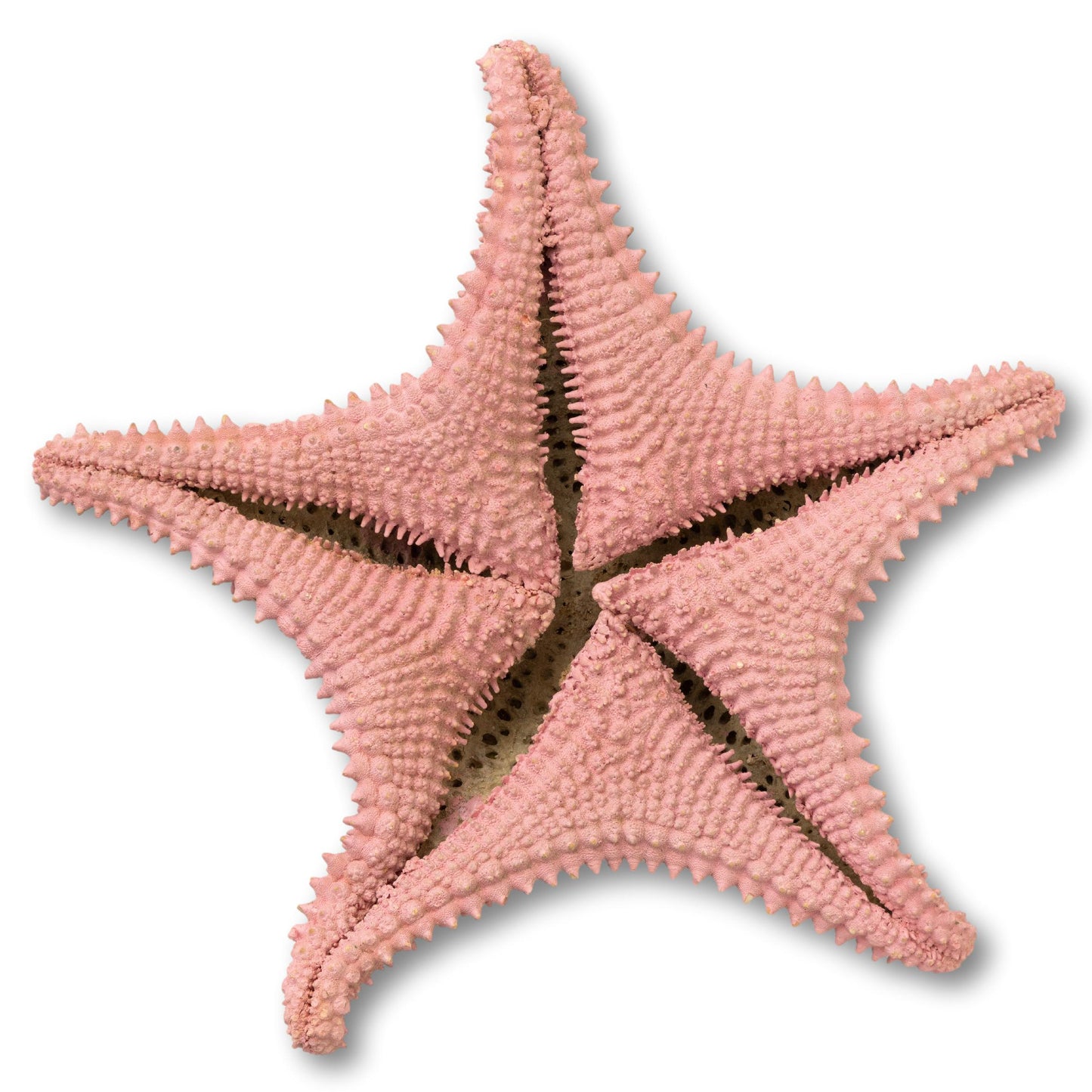 Hand Decorated Painted Starfish