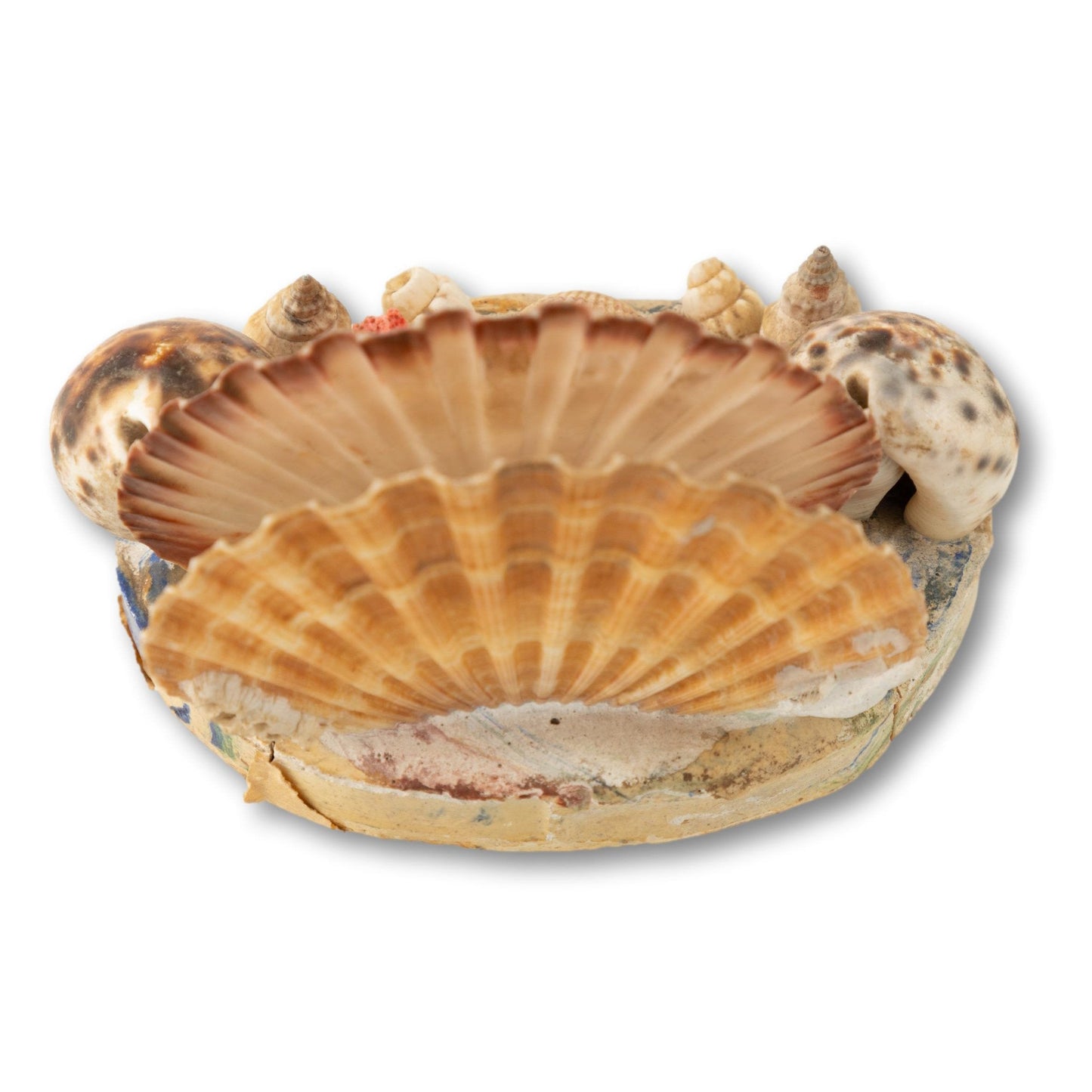 Shell Napkin or Letter Holder