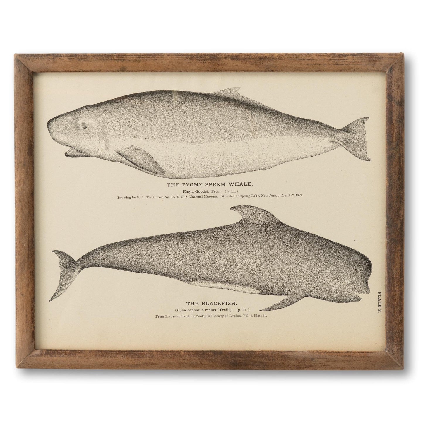 Framed 1890s Whale Plate