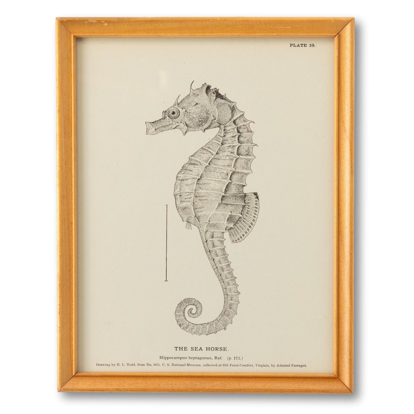 Framed 1890s Seahorse Plate