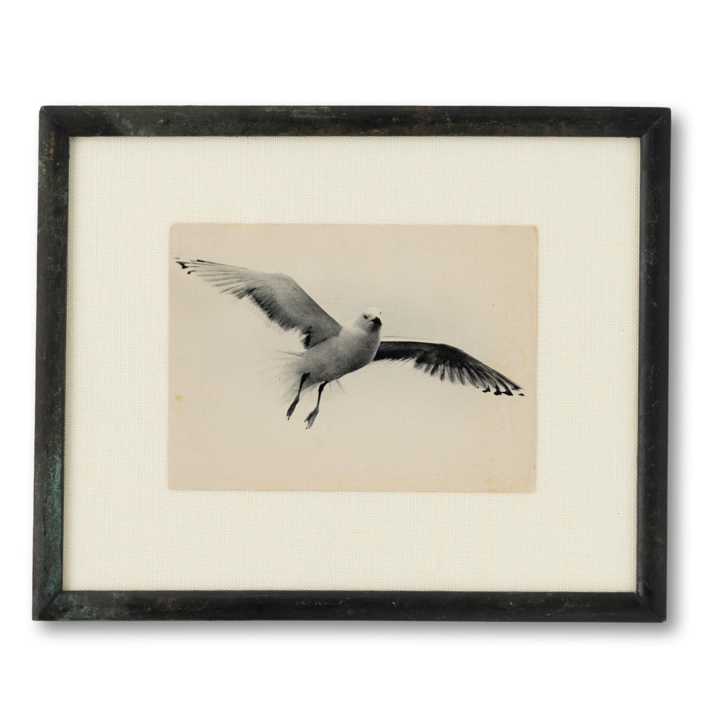Framed Seagull Photo