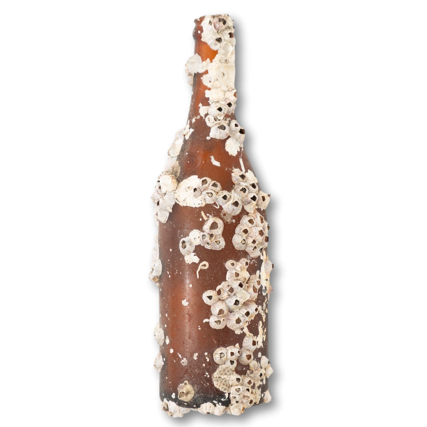 Barnacle Bottle