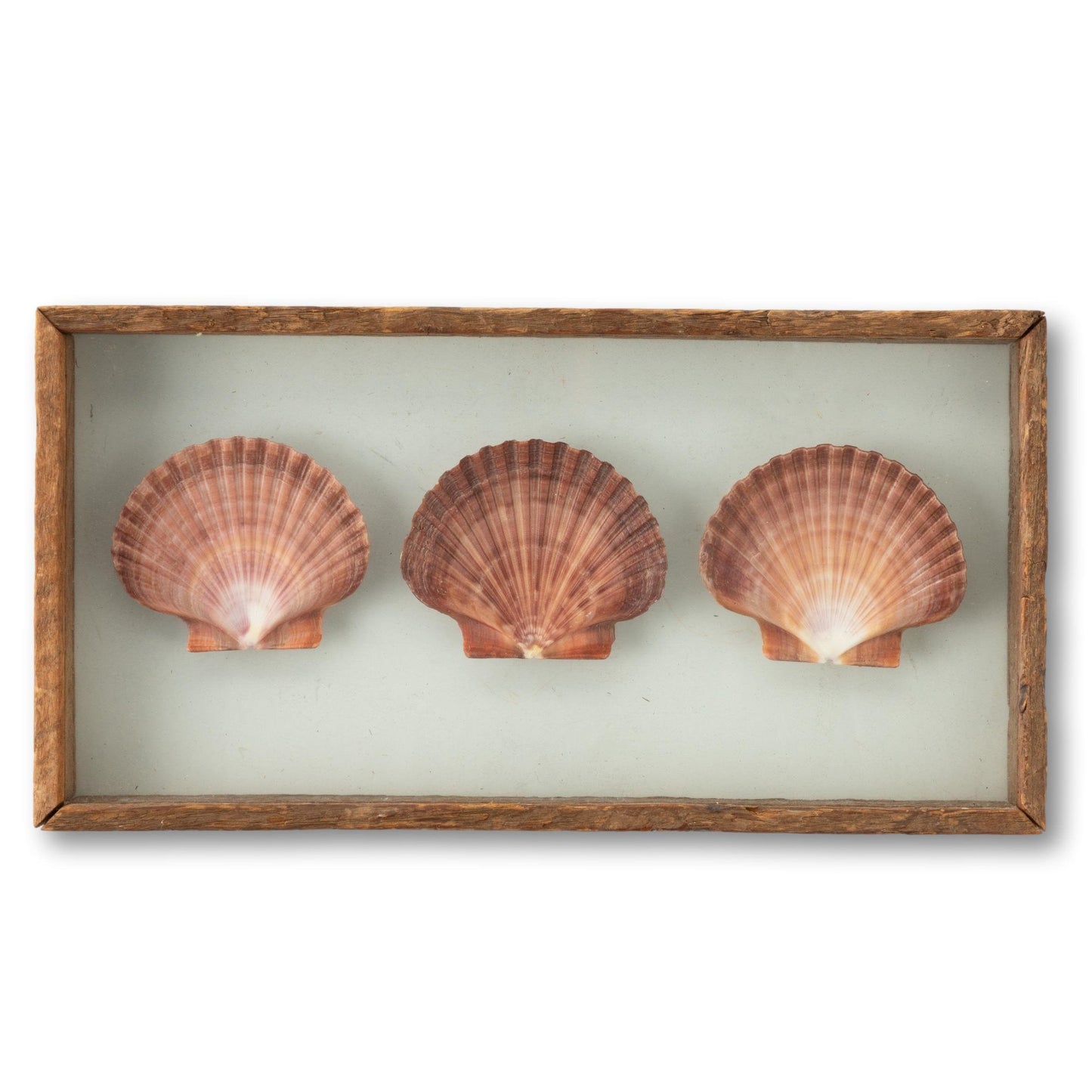 Scallops Between Glass