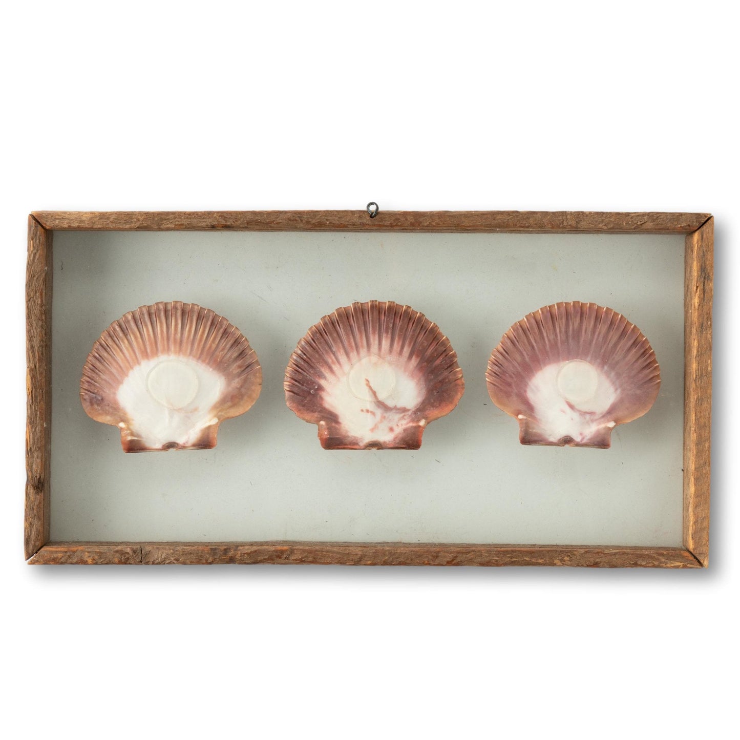Scallops Between Glass