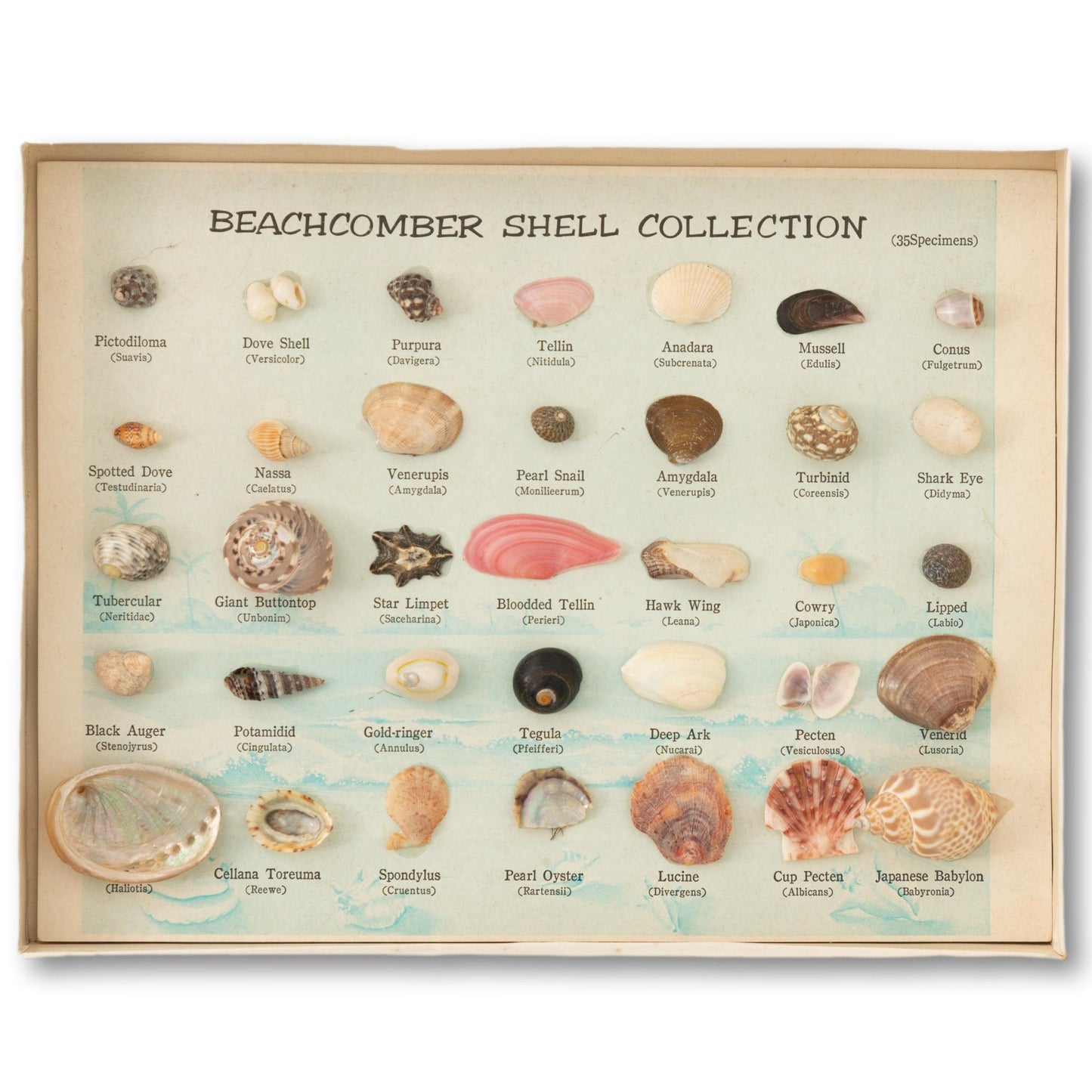 Beachcomber Shell Collection