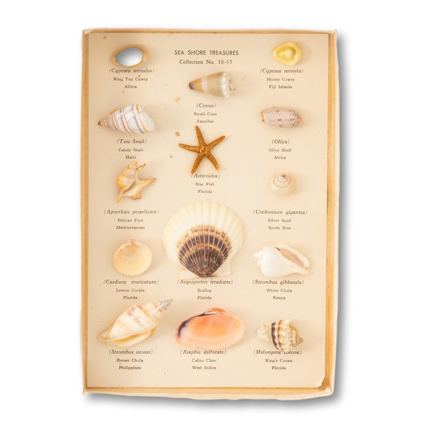 Sea Shore Treasures Collection