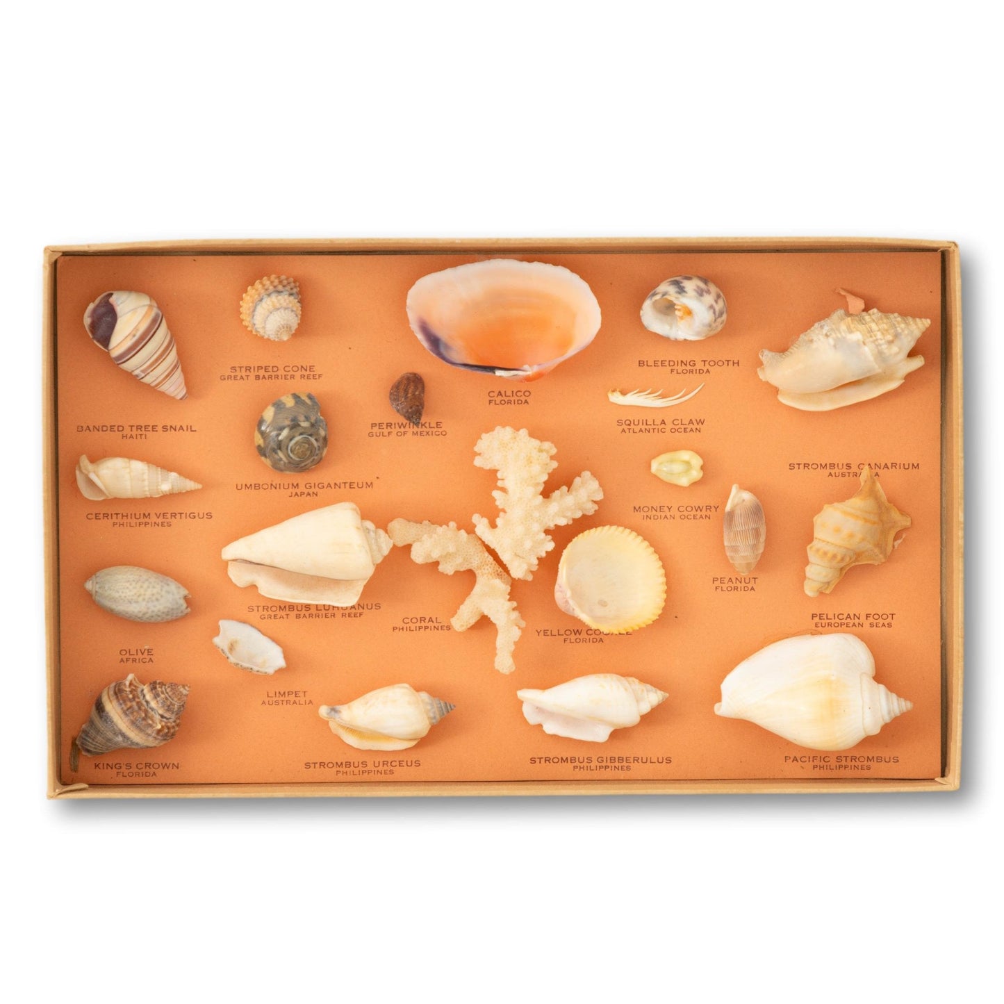 White Shell Collection