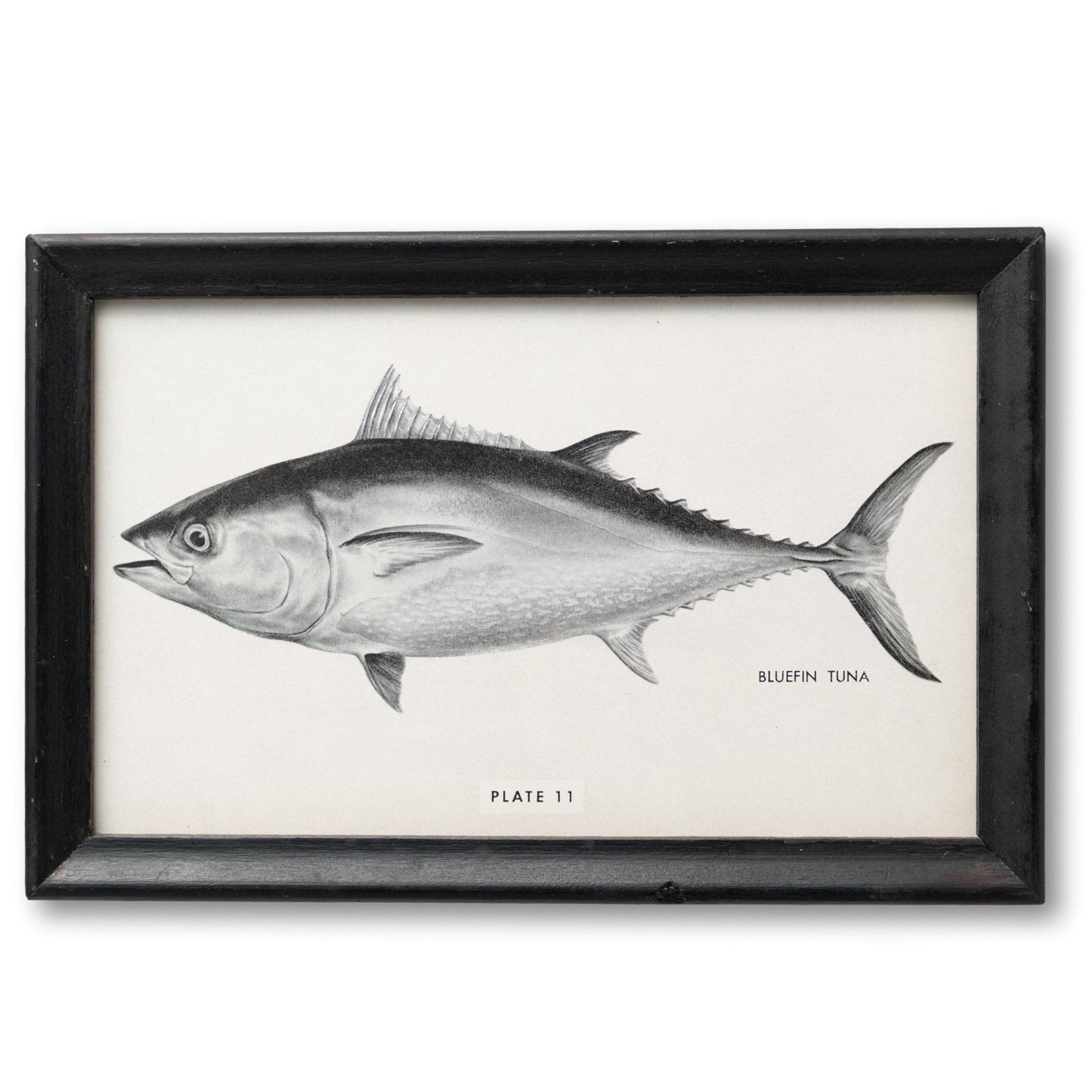 Small Framed Bluefin Tuna Print