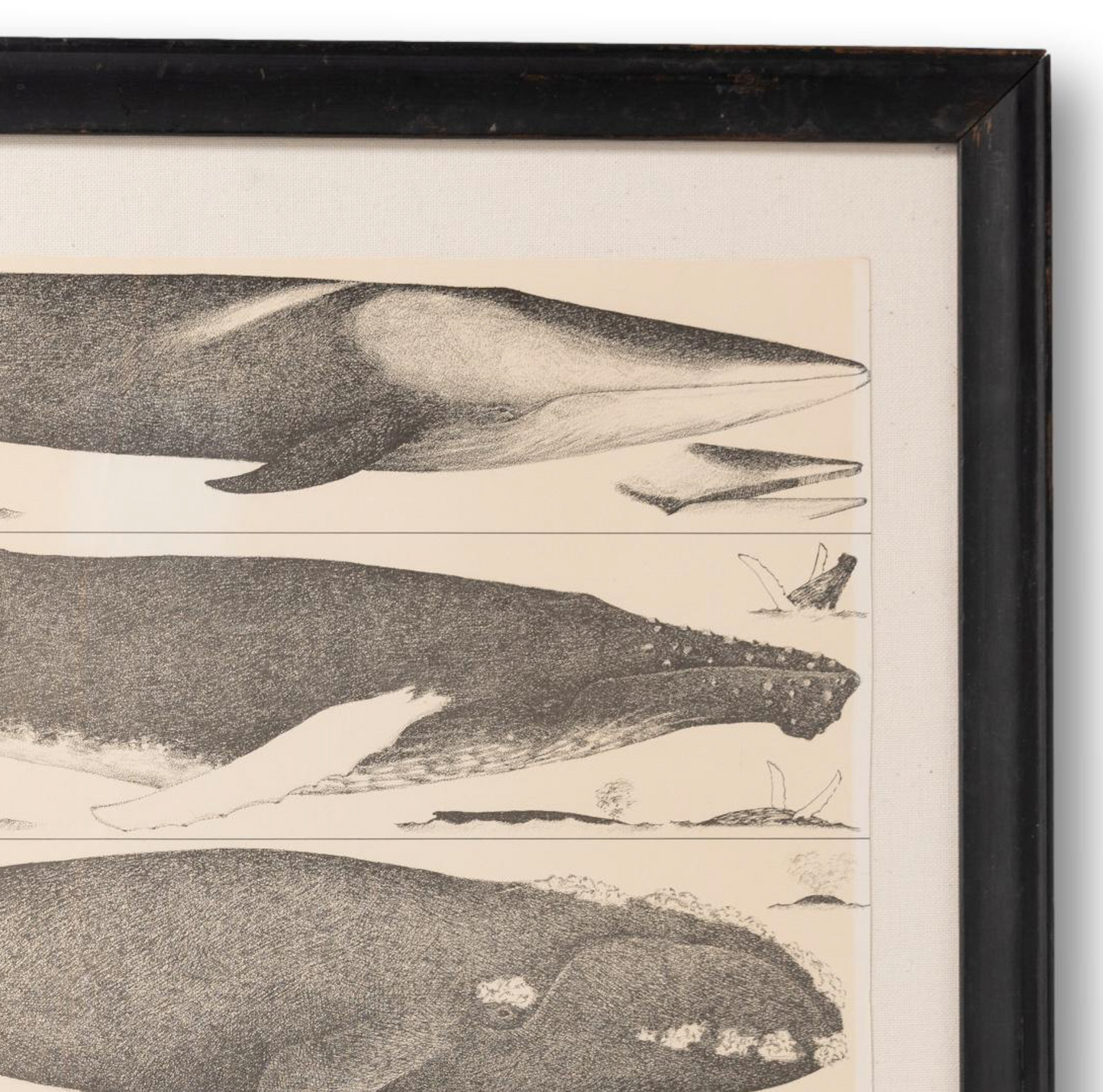 Framed "Whales of the Gulf of Maine" Poster