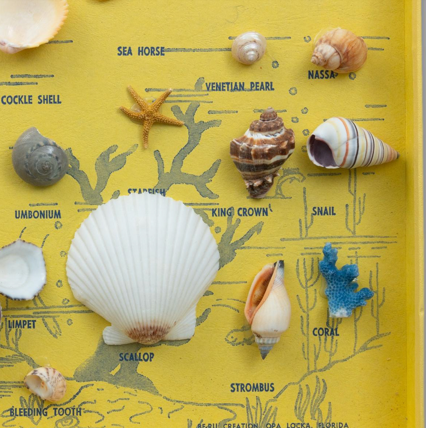 Marine Shell Collection
