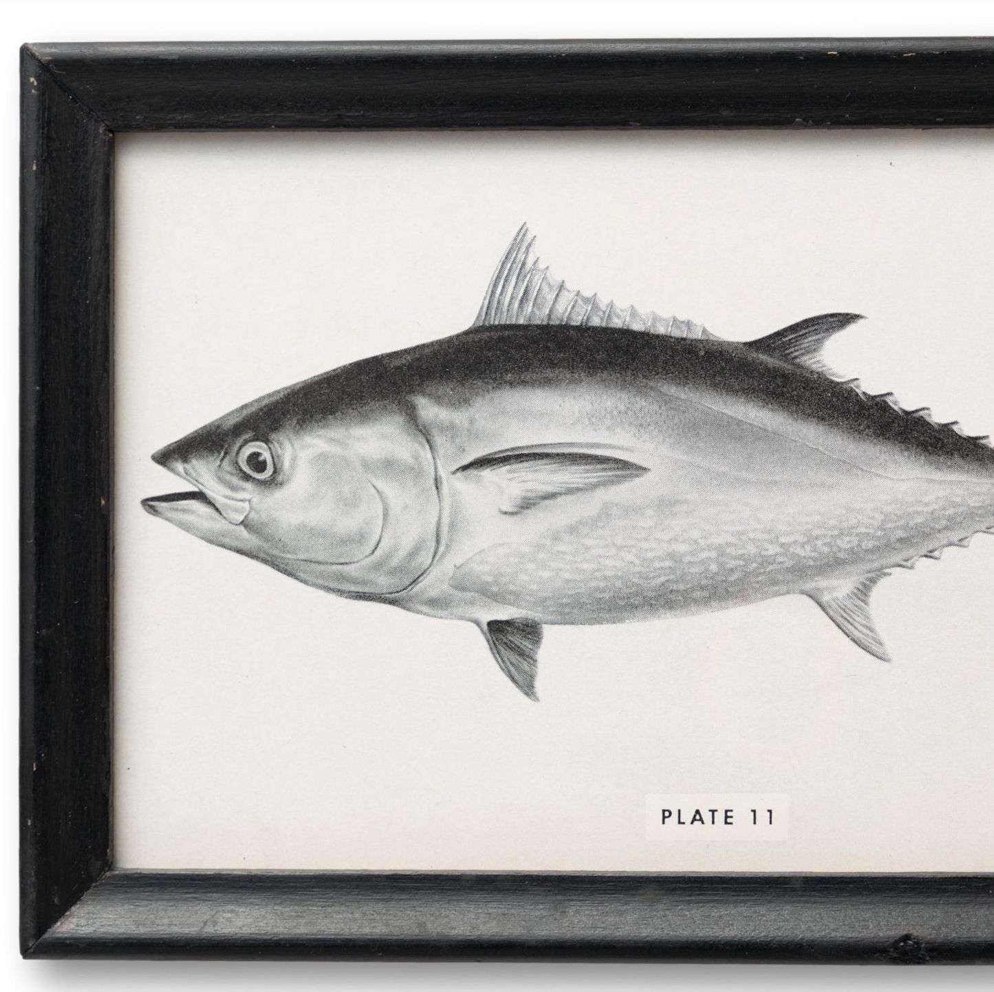Small Framed Bluefin Tuna Print