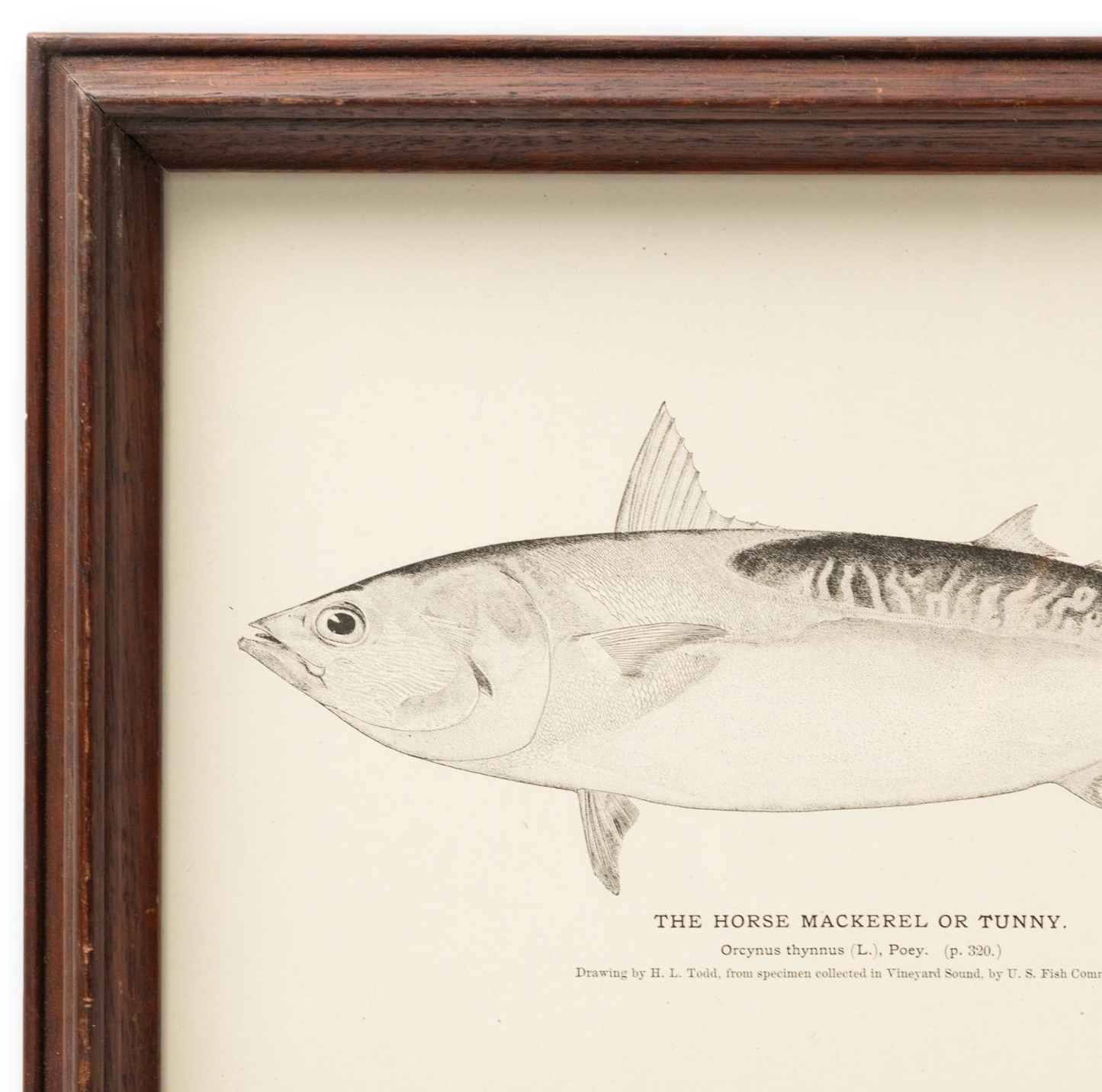 Framed "Mackerel or Tunny" Plate