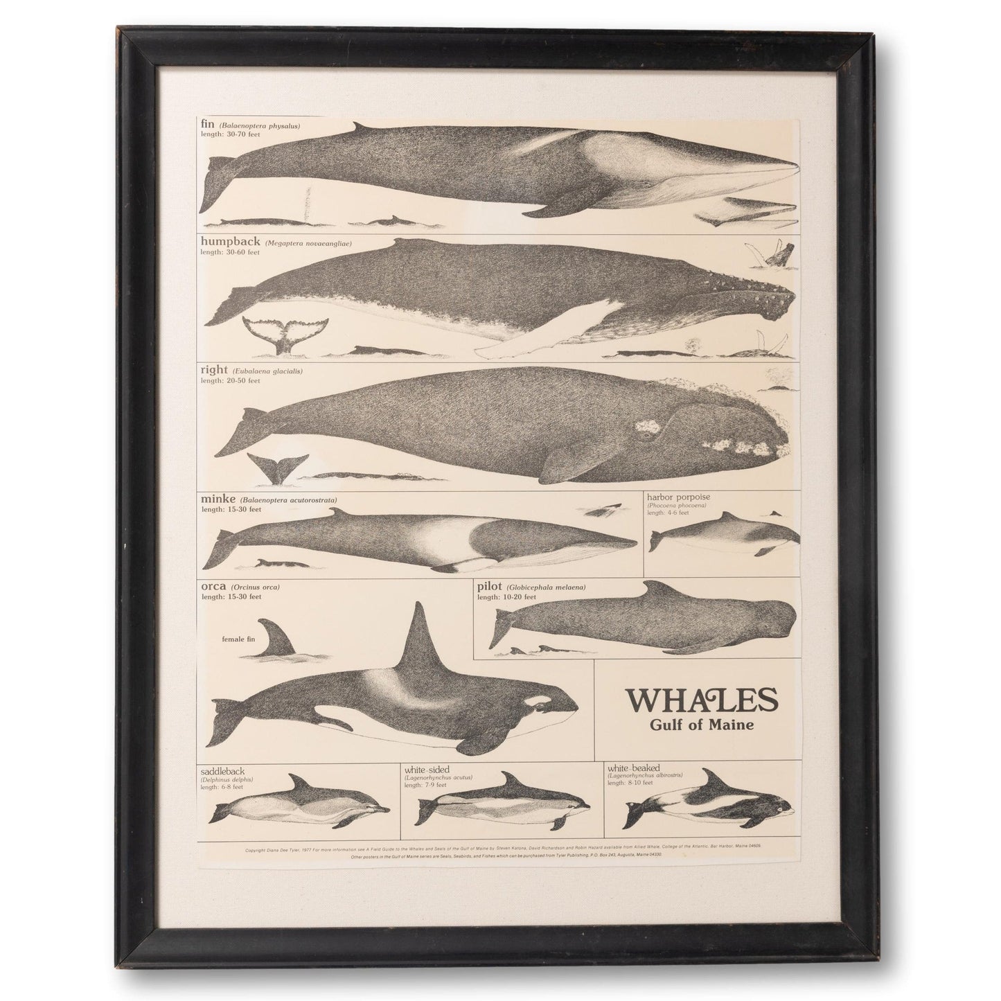 Framed "Whales of the Gulf of Maine" Poster
