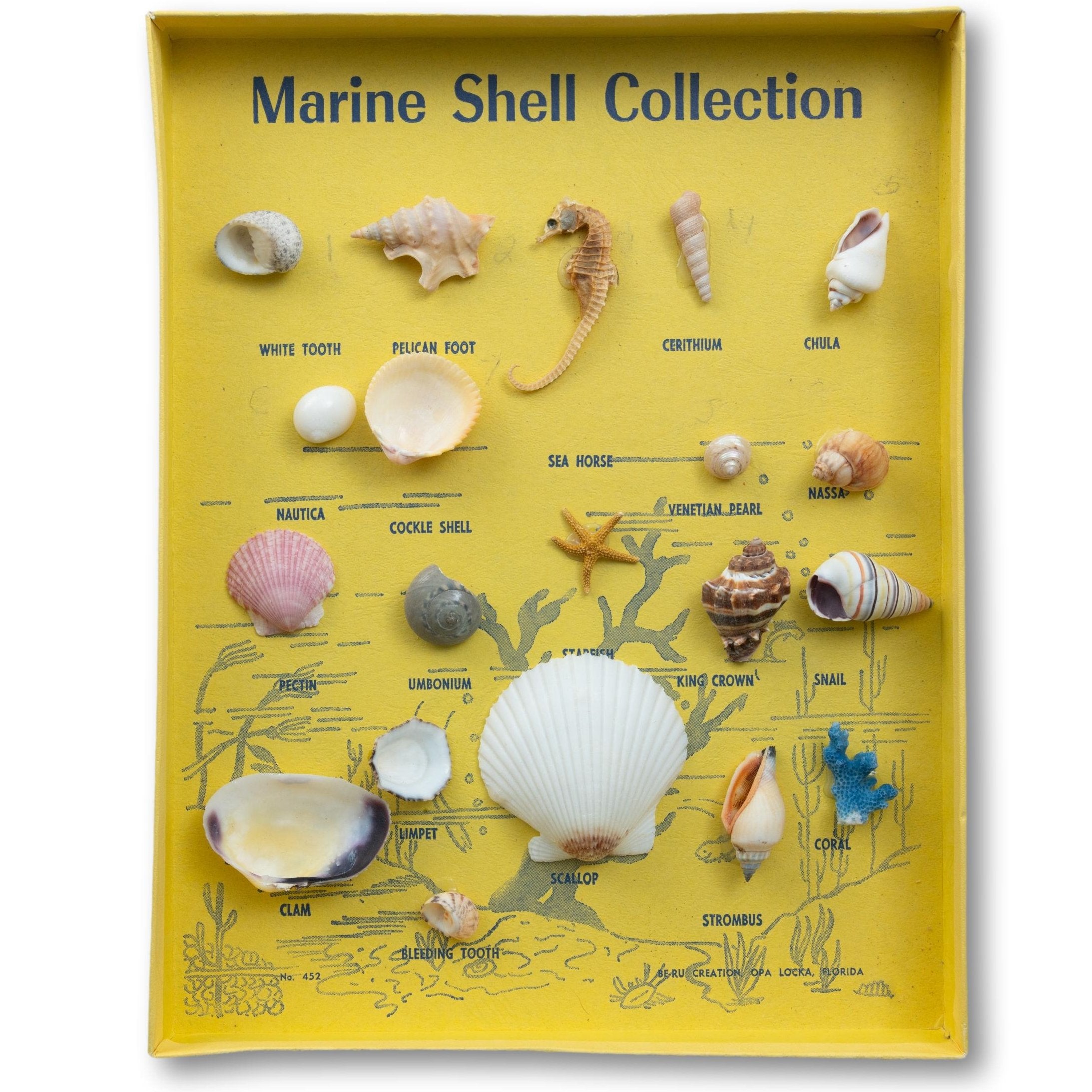 Marine Shell Collection – Seacraft Vintage