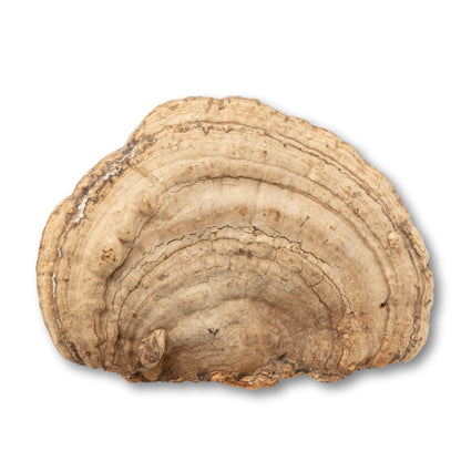 Carved "Sea Shore" Mushroom