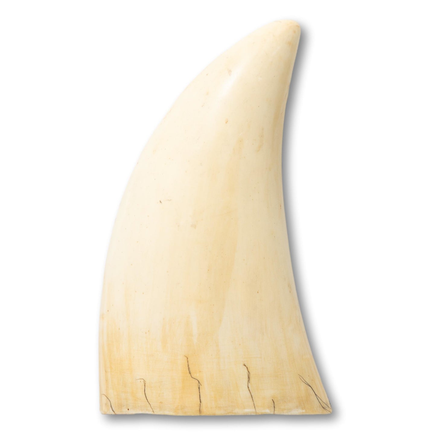 Scrimshaw Resin Whale Tooth