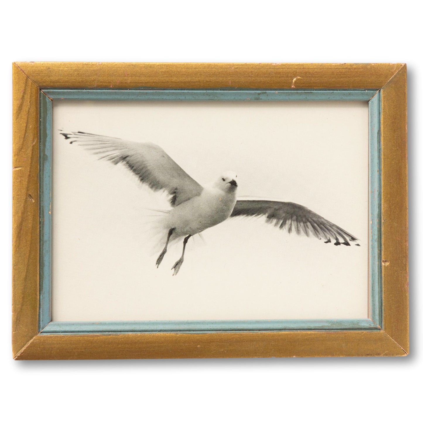 Framed Seagull Postcard