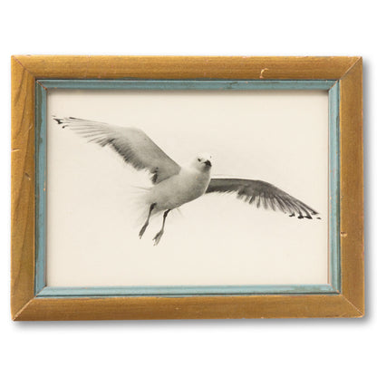 Framed Seagull Postcard