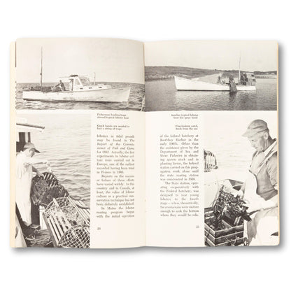 "Maine's King Lobster" Booklet