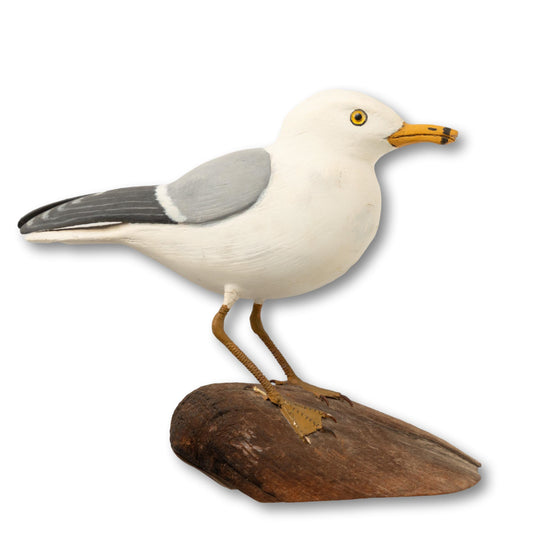 Gull on Driftwood