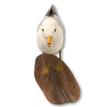 Gull on Driftwood