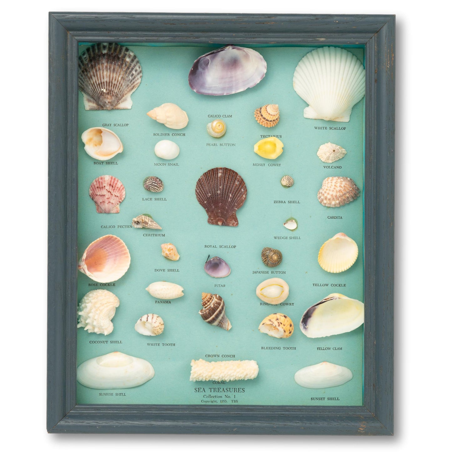 Seashell Diorama