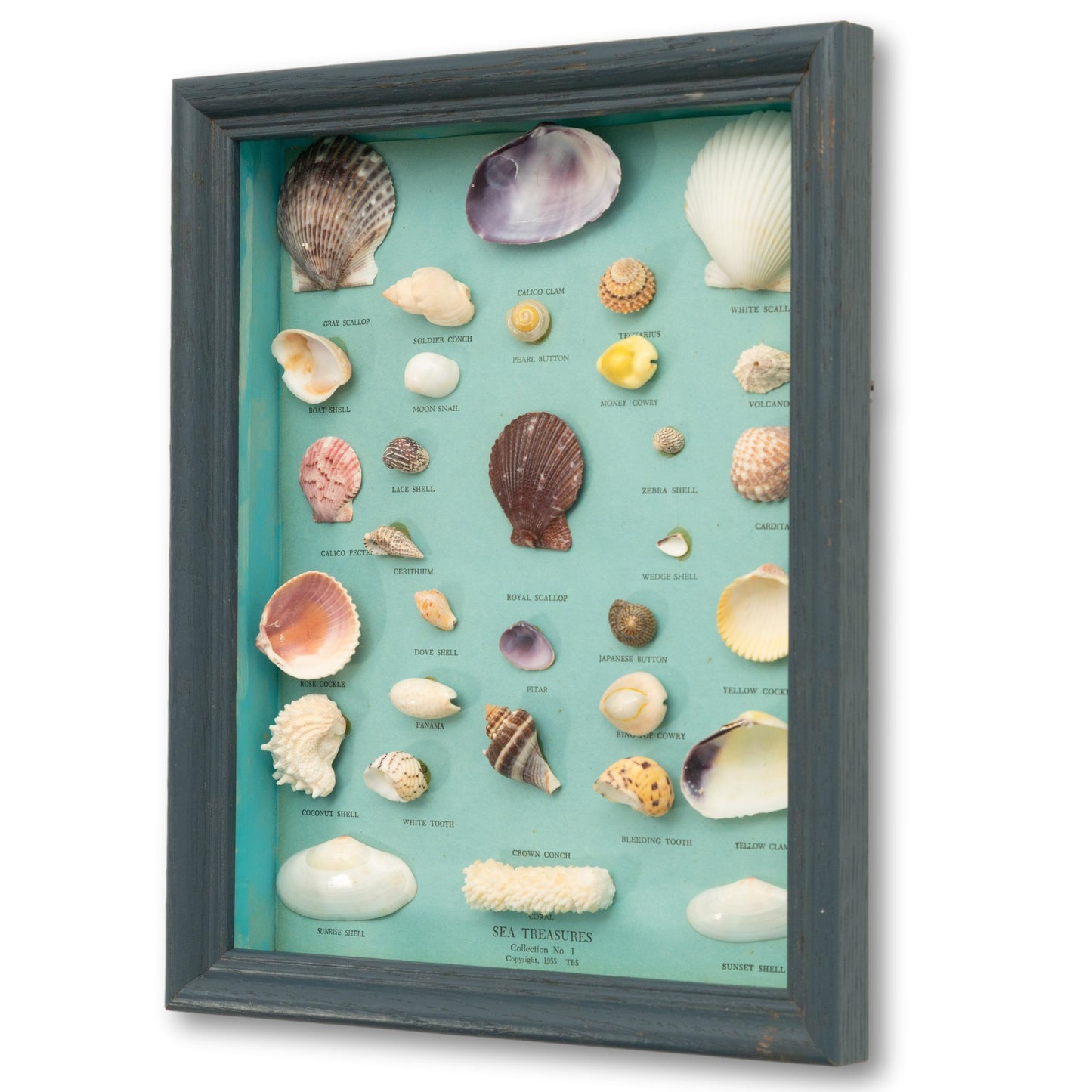 Seashell Diorama
