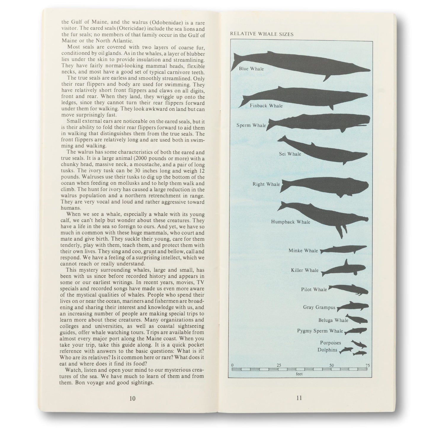 Maine Geographic "Whales and Seals" Guide