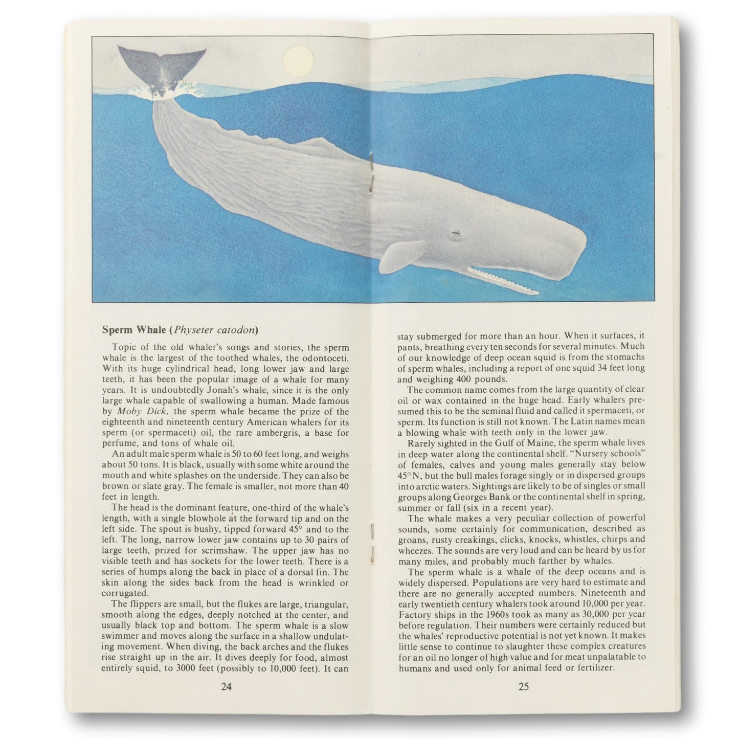 Maine Geographic "Whales and Seals" Guide