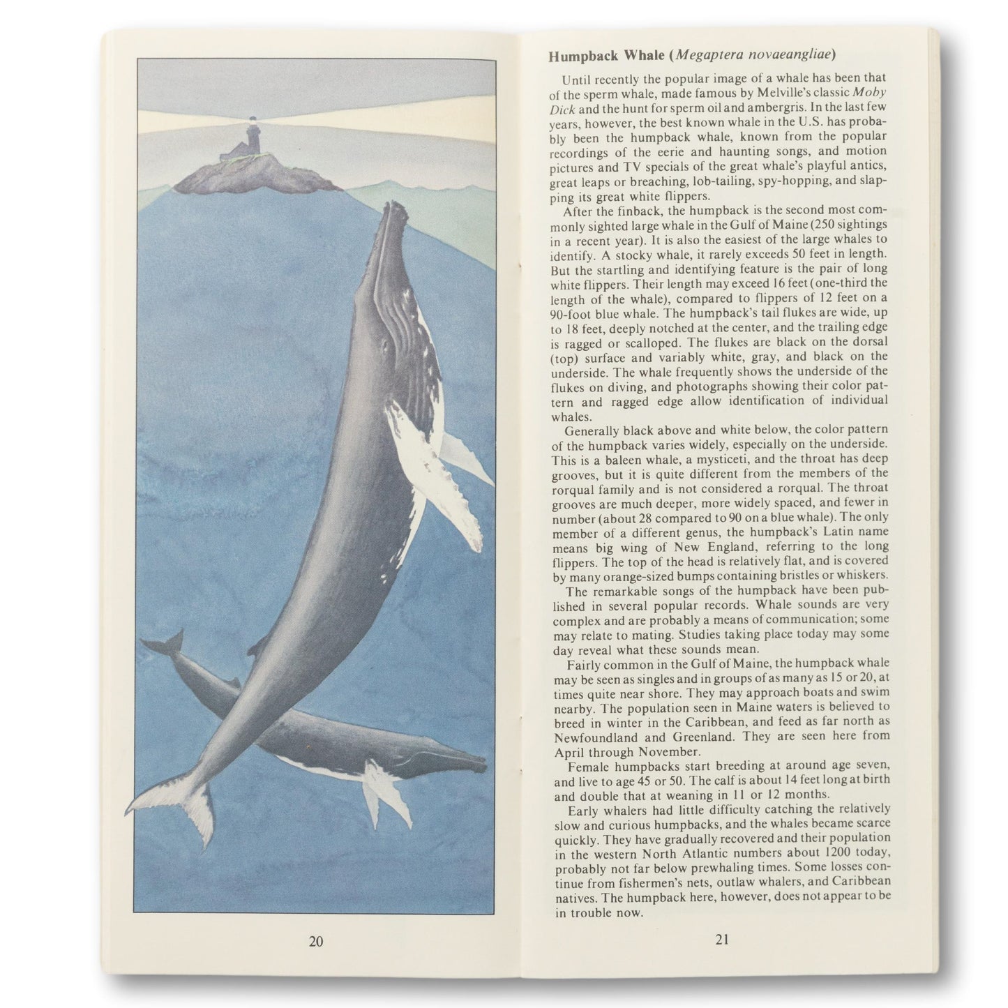 Maine Geographic "Whales and Seals" Guide