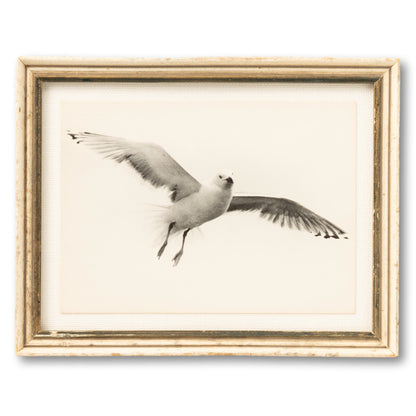 Framed Seagull Postcard