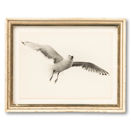 Framed Seagull Postcard