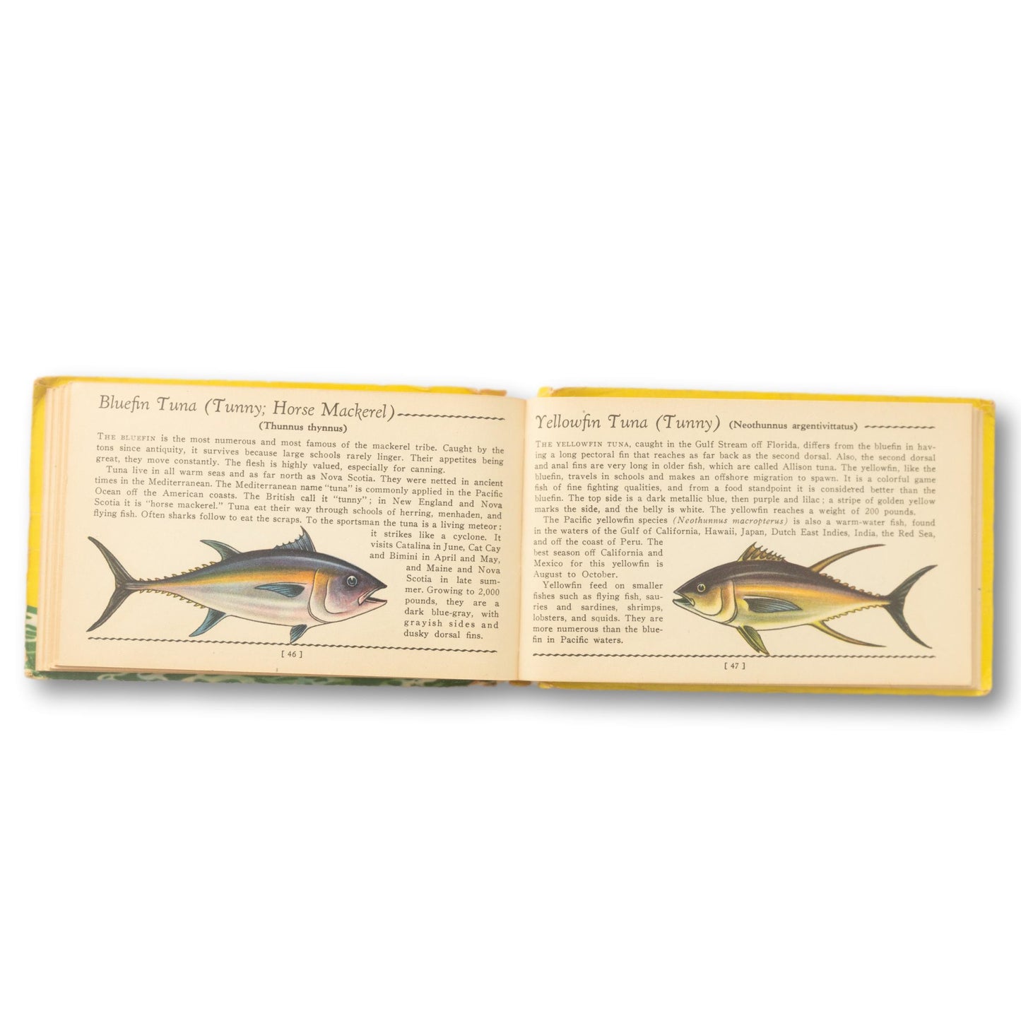 "Salt Water Fish" A Guide Book