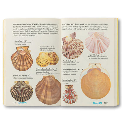 "Seashells of the World" Guide Book