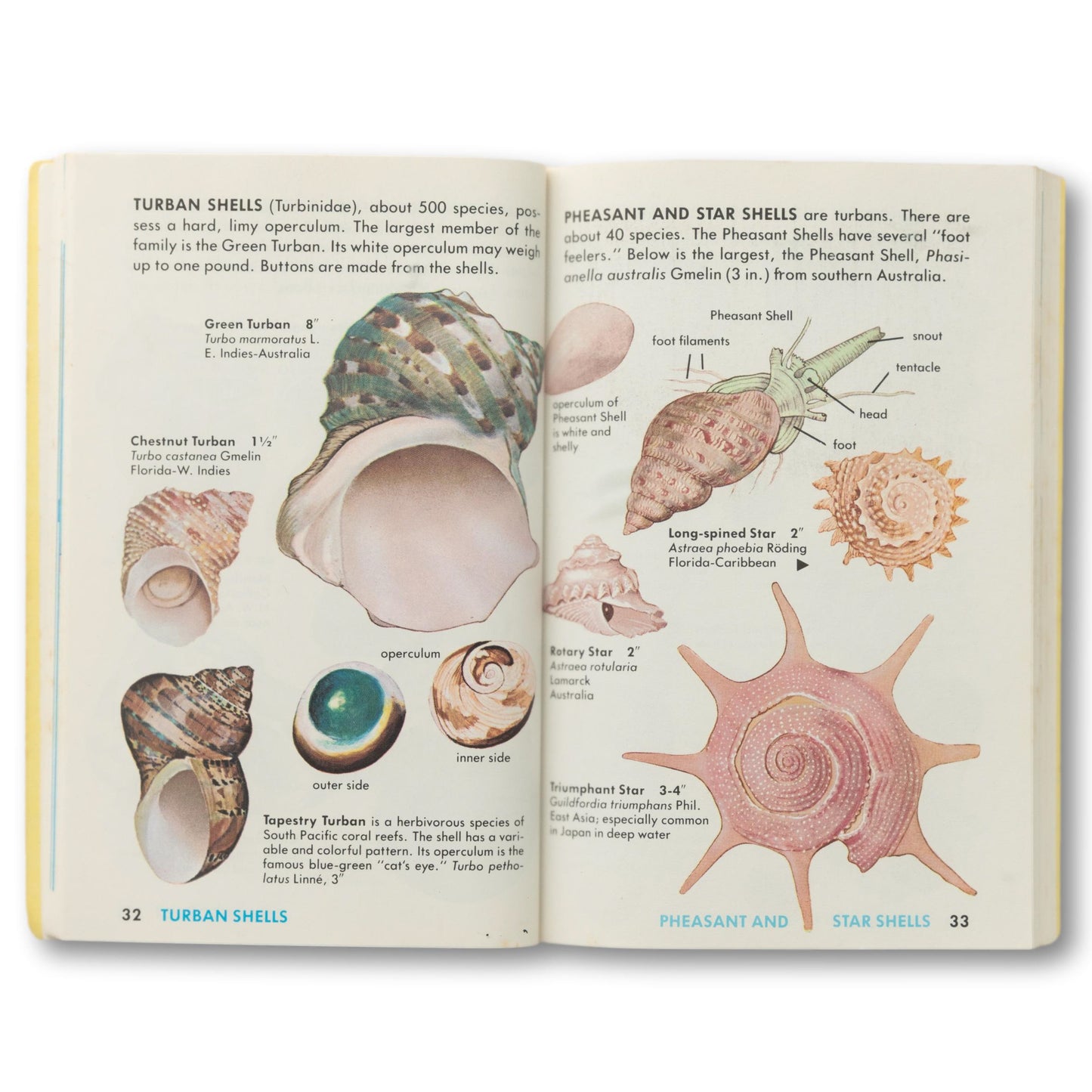 "Seashells of the World" Guide Book