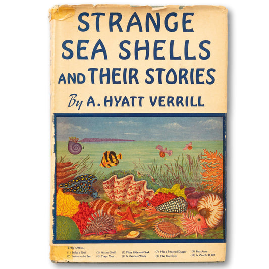 Strange Sea Shells and Their Stories