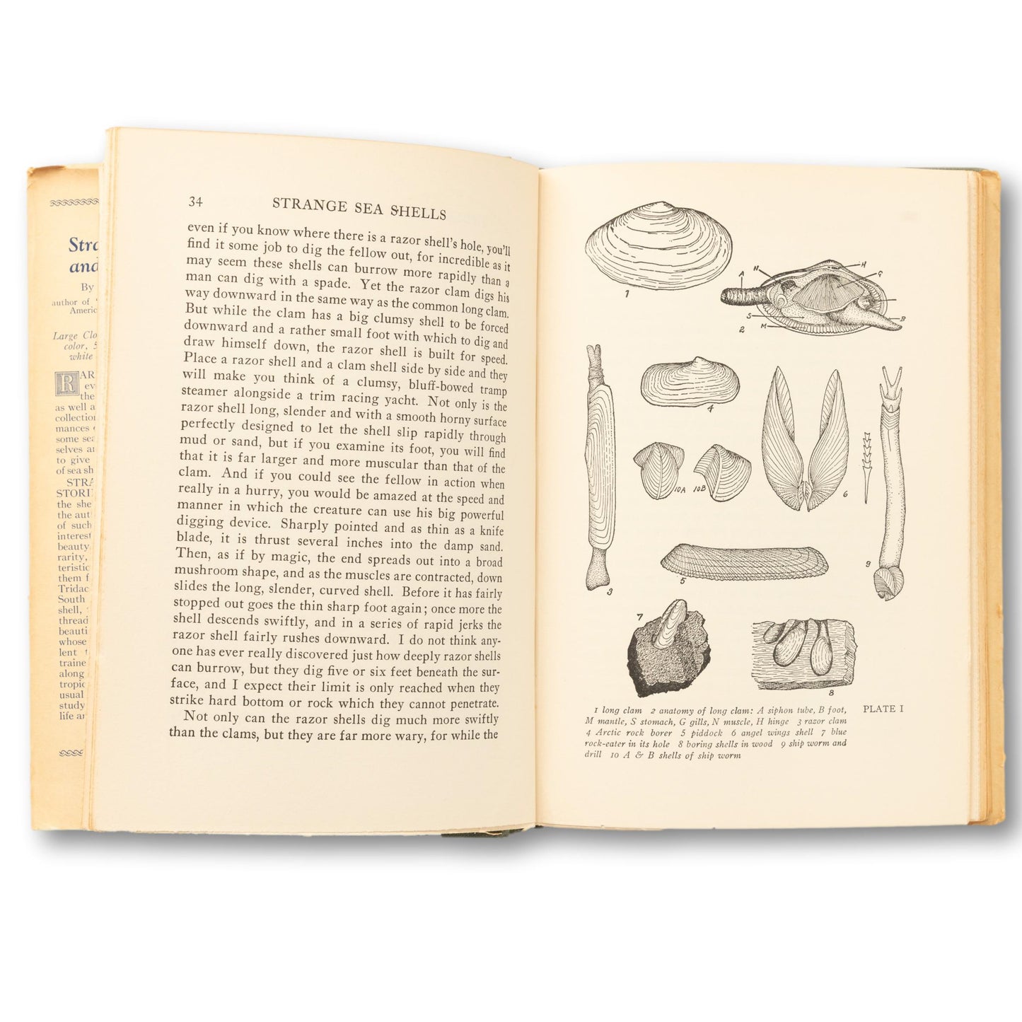 Strange Sea Shells and Their Stories