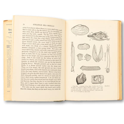Strange Sea Shells and Their Stories