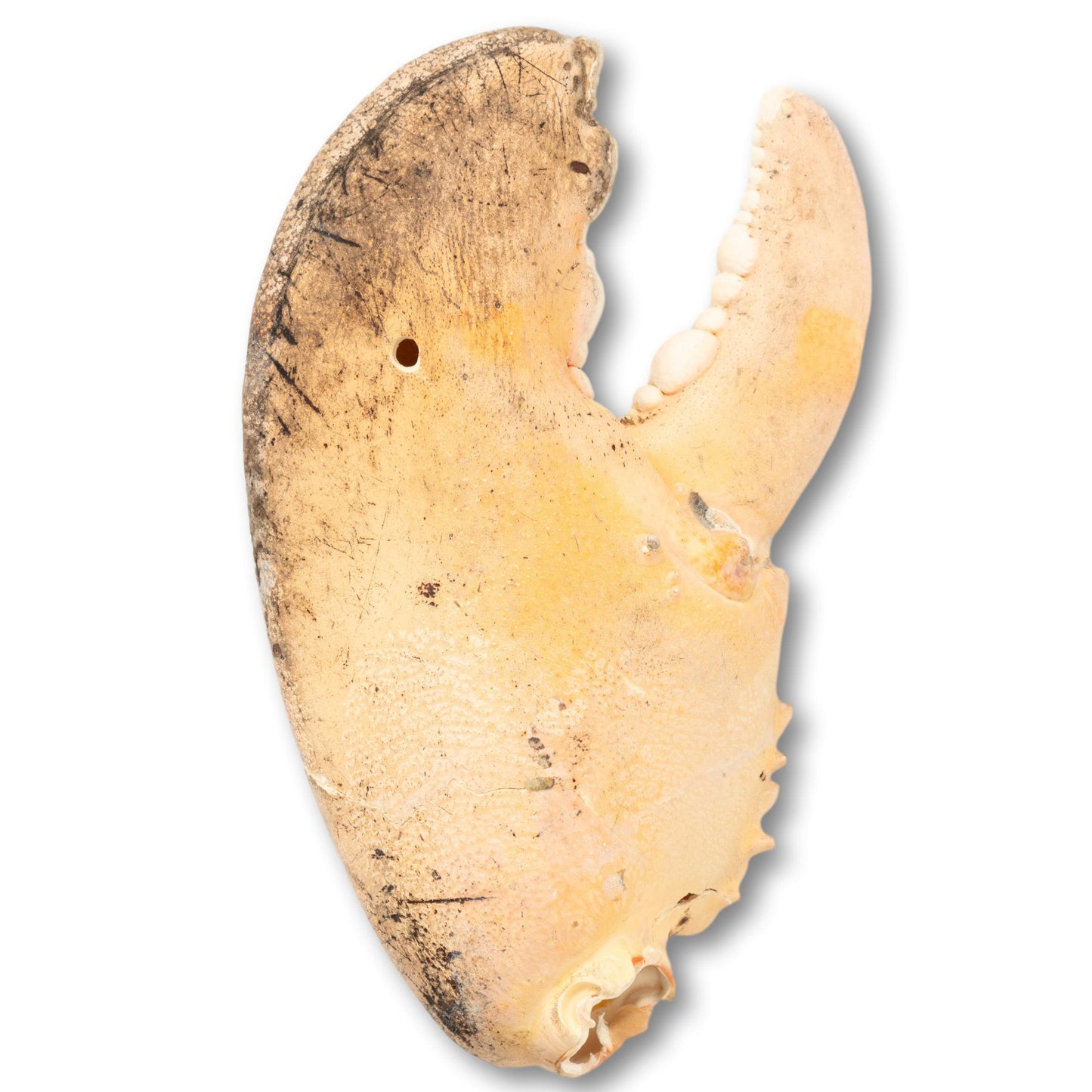 XL Real Lobster Claw