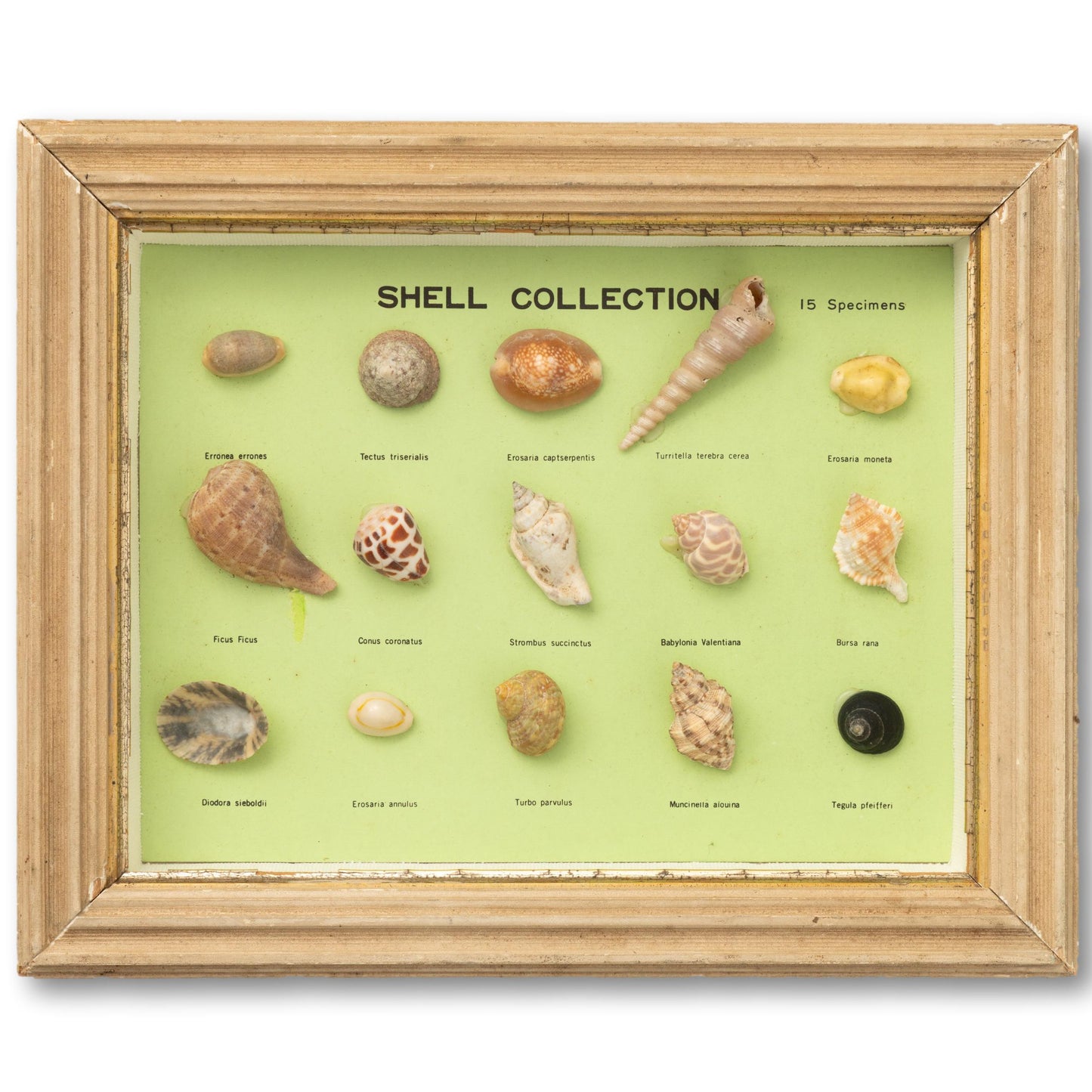 Shell Collection Diorama