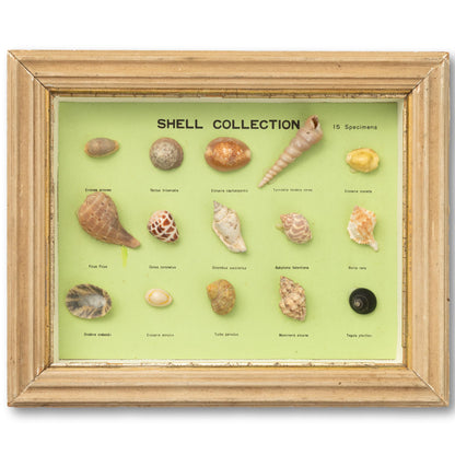 Shell Collection Diorama