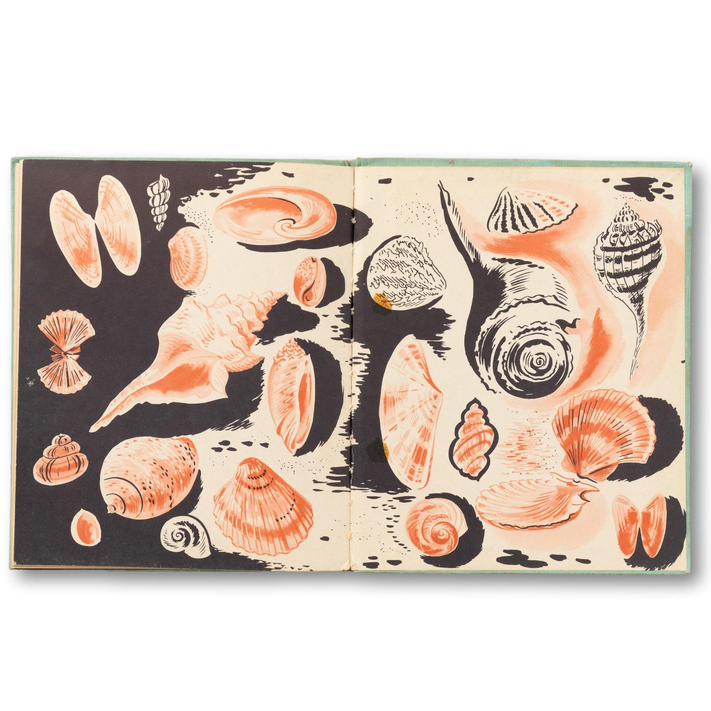 The First Book of Sea Shell
